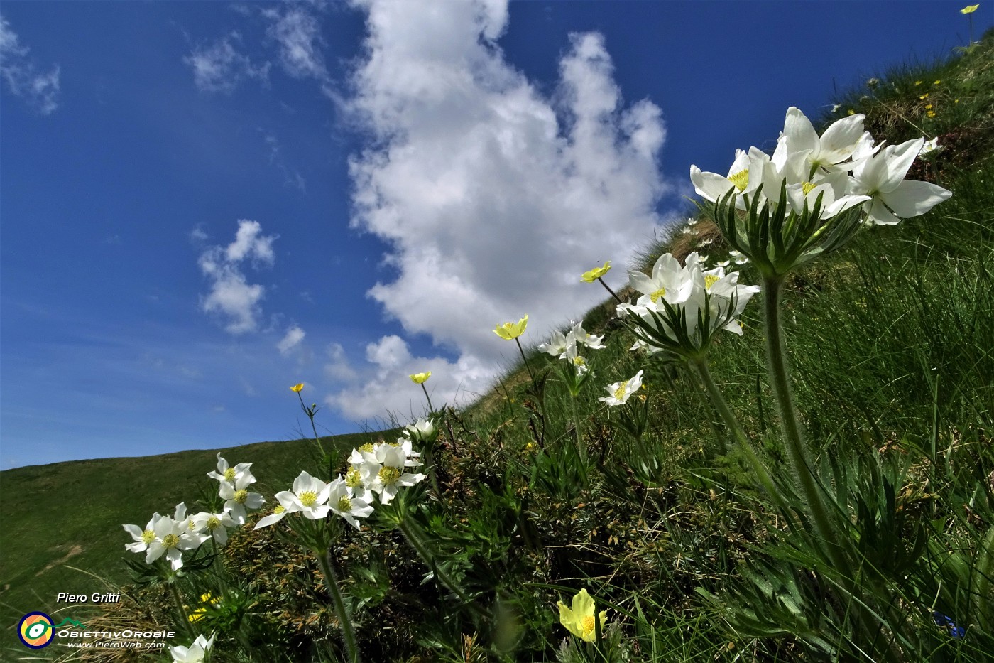 33 Anemone narcissino (Anemone narcissiflora) salendo ai Laghetti di Ponteranica.JPG -                                